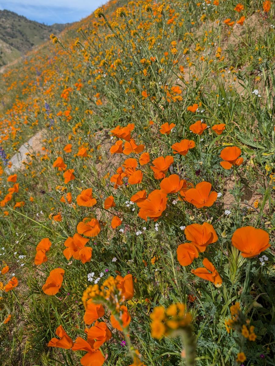 California poppies in the Kern Canyon